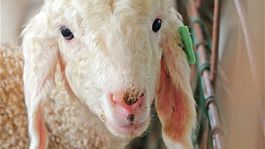 Veľkonočný jedálniček sa zmenil