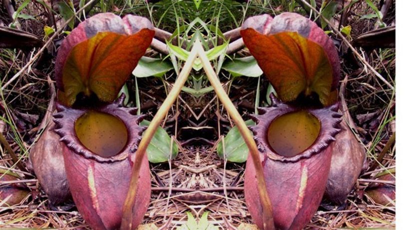 Mäsožravá rastlina, krčiažnik, Nepenthes rajah