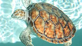Korytnačky nie sú nechty, nemaľujte na ne, vyzývajú americké úrady