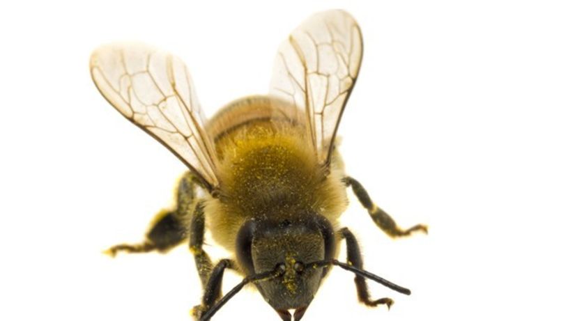 včela - žihadlo - hmyz - medonosná