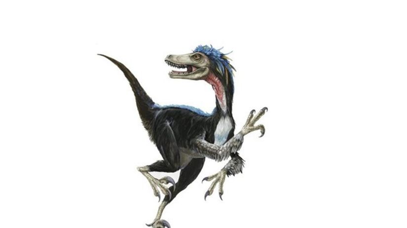 Velociraptor, dinosaurus
