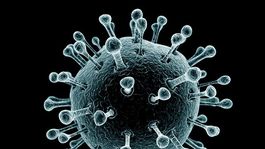 Západonílskemu vírusu podľahli v Izraeli dvaja ľudia, 68 sa nakazilo