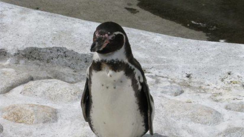 tučniak, košická ZOO