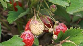 Ovocinári a vinári hlásia po mrazoch miliónové škody