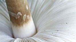 V Tatranskom národnom parku objavili najvzácnejšiu hubu sveta