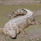 krokodíl
