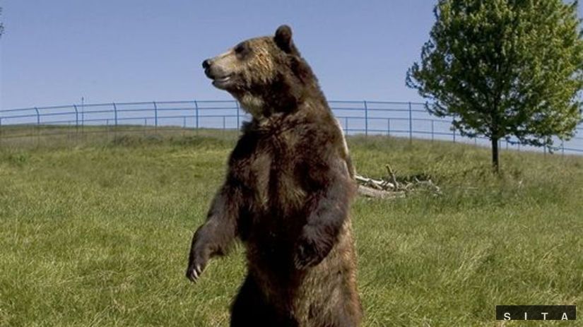medveď, grizzly