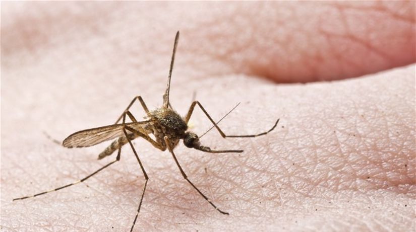 komár - hmyz - repelent - poštípaný - poštipnutie 