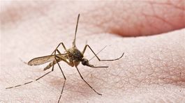 Šesť dovolenkových pohrôm