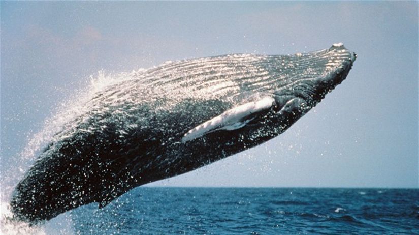 veľryba