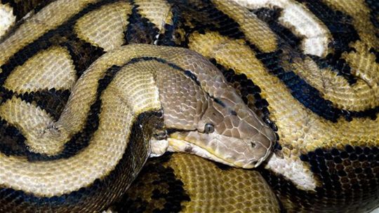 VIDEO: Šokujúci nález v suteréne: za falošnou stenou držali obrovské anakondy a nebezpečné plazy