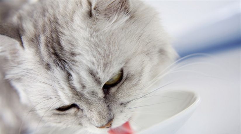 mačka pitie, mlieko, miska, jazyk, zviera