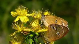 Ak sa dá, šetrite na liekoch a vráťte sa k bylinkám