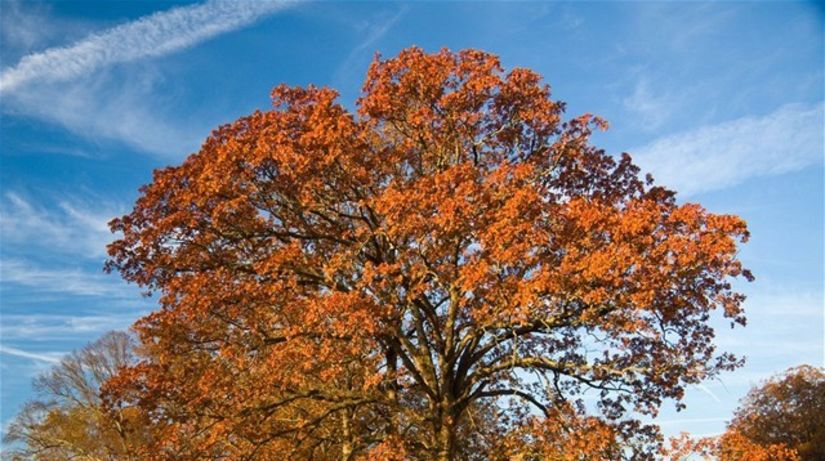 Ash tree, jaseň, strom, príroda, jeseň, autumn,...