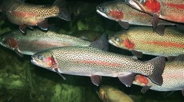 Vyšetrujú hromadný úhyn rýb v Laborci 