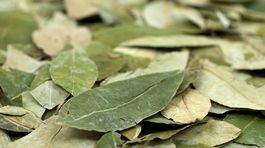 Kolumbijská polícia zhabala viac ako tonu kokaínu