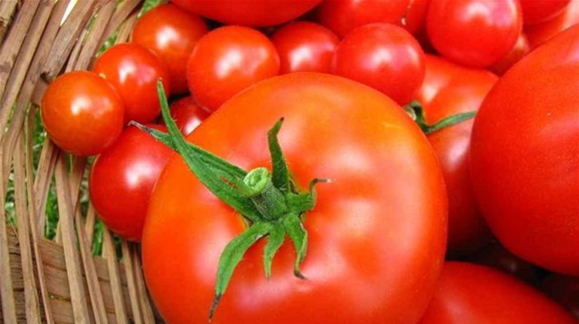 paradajky - rakovina - zrelé paradajky