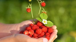 Vedci rozlúštili genetickú výbavu lesných jahôd