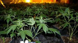 Marihuana je v Česku najrozšírenejšou drogou