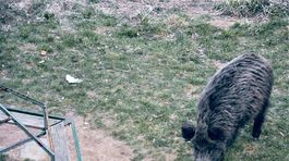 Diviaky zo žilinského sídliska Hájik budú strieľať