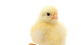 Slovenskí hydinári zvyšujú počet kurčiat chovaných v dobrých podmienkach