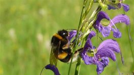 Radšej štípanec ako žihadlo