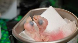 Pašeráci vajíčka papagájov vydávali za keksy