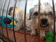 pes, útulok, klietka, Sloboda zvierat