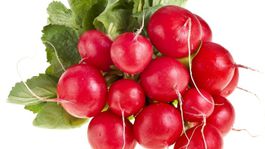 Reďkovka je pestrofarebná parádnica