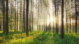 Klímu by mohlo zachrániť sadenie stromov, tvrdí švajčiarska štúdia