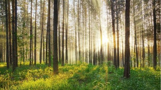 Klímu by mohlo zachrániť sadenie stromov, tvrdí švajčiarska štúdia