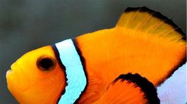 Klauna Nema môže kyslejší oceán pripraviť o sluch