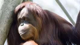 Orangutany v zoo v Miami používajú iPady