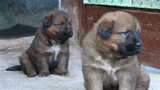 Rituálnu smrť šteňaťa vysielala naživo. Ženu z Pavloviec odsúdili