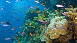 Úžasný objav: V Taliansku našli vzácny a unikátny koralový útes