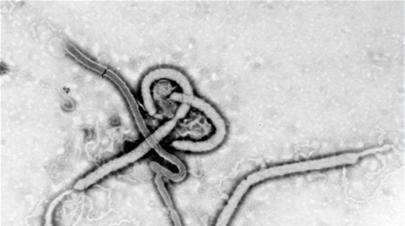ebola, vírus