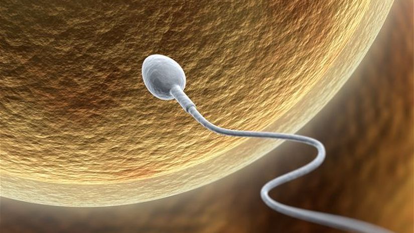 spermia, spermie, vajíčko