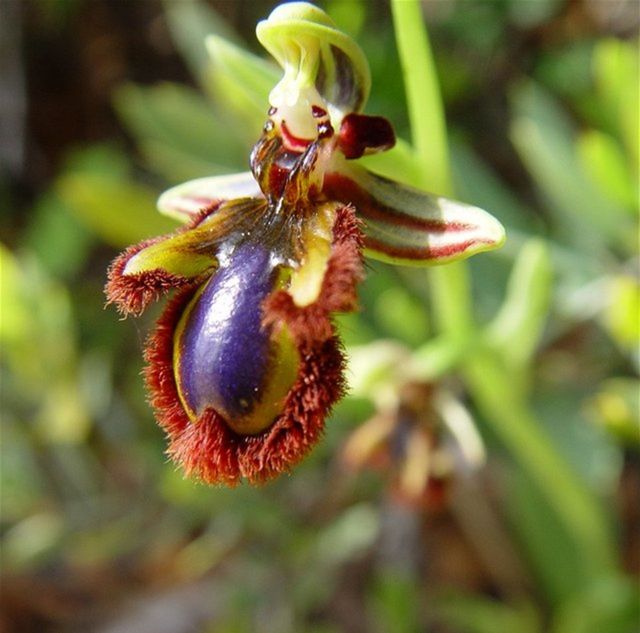 Orchidey rodu Ophrys dokážu zmanipulovať...