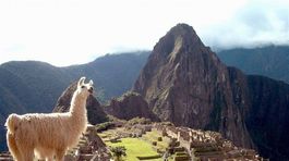 Machu Picchu, lama