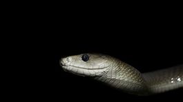 V Prahe pátrajú po prudko jedovatom hadovi - mambe zelenej