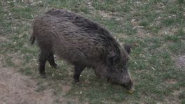 Na Zlínsku sa našlo už 17 uhynutých diviakov, mor potvrdili u štyroch