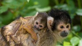 Ako sa žije na ostrove, kde je dvakrát viac opíc ako ľudí? Pozorujú nás...