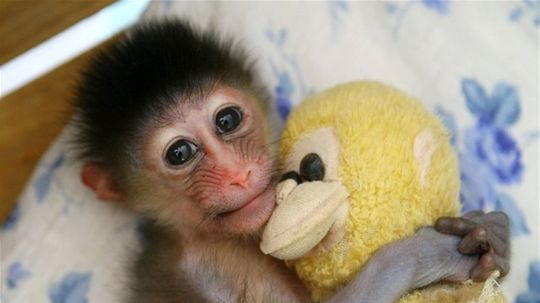 Držali a chovali viaceré druhy primátov. Polícia dvoch mužov obvinila, hrozí im päť rokov