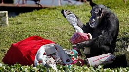 Na inteligenciu šimpanzov majú gény väčší vplyv, ako sa myslelo