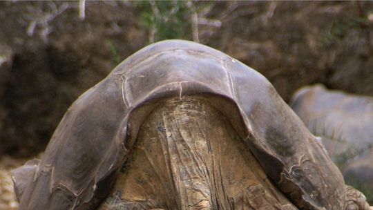 Narodila sa, keď v Bielom dome sedel Grover Cleveland. V zoo v San Diegu uhynula korytnačka slonia