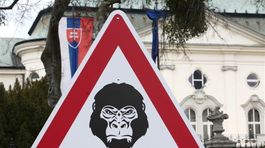 Gorila, protest
