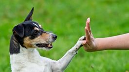 Do lietadla až po štvornohej kontrole! Cvičené psy by mohli vyňuchať Covid-19