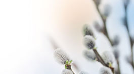 Kvetná nedeľa je poslednou nedeľou v období veľkého pôstu