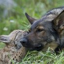 nemecký ovčiak, Lilica, rysie mláďa