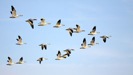 Zvieratá nedokážu držať tempo s klimatickými zmenami. Hrozí im vyhynutie
